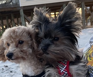 Poodle (Toy) Dog Breeder near DUTTON, AL, USA