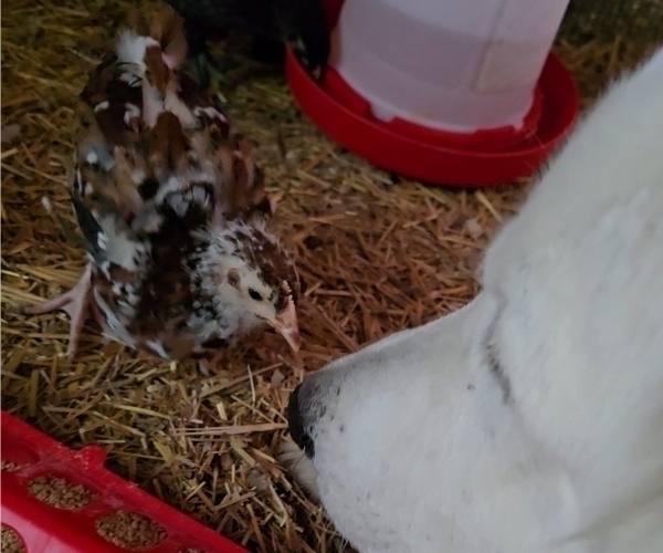 Medium Photo #11  Breeder Profile in LECOMPTON, KS, USA