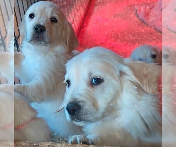Medium Photo #5  Breeder Profile in MILACA, MN, USA