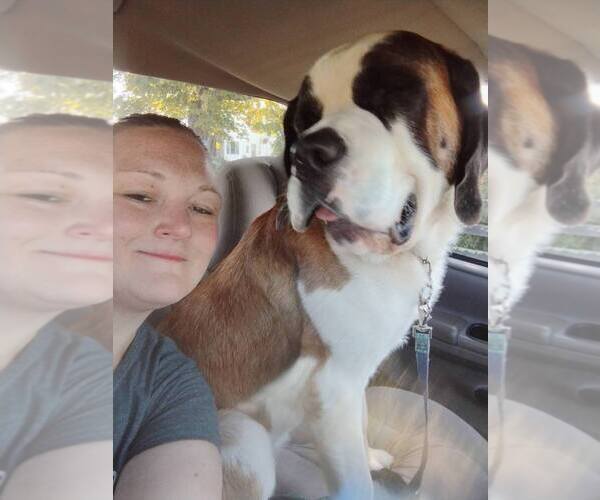 Medium Photo #3  Breeder Profile in CAPON BRIDGE, WV, USA