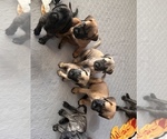 Small #2 Breeder Profile image
