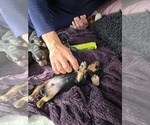 Small #20 Breeder Profile image