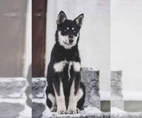 Medium Photo #9  Breeder Profile in BOCA RATON, FL, USA
