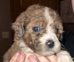 Small #1 Breeder Profile image