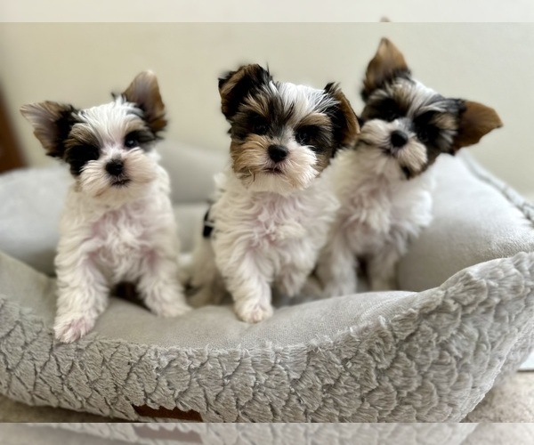 Medium Photo #8  Breeder Profile in FRESNO, CA, USA