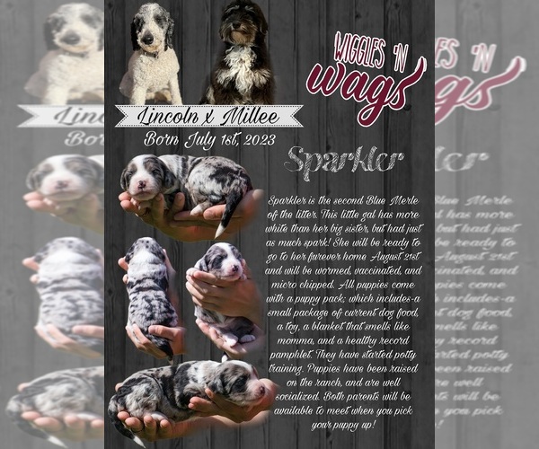 Medium Photo #11  Breeder Profile in PRAIRIE VIEW, KS, USA