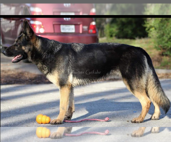 Medium Photo #1  Breeder Profile in GREENVILLE, TX, USA