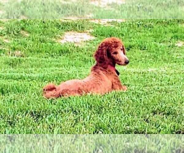 Medium Photo #1  Breeder Profile in EIDSON, TN, USA
