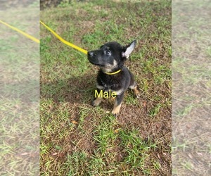 German Shepherd Dog Dog Breeder near ALACHUA, FL, USA