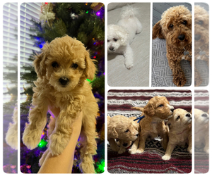 Bichpoo Dog Breeder near VANCOUVER, WA, USA