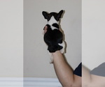 Small #1 Breeder Profile image