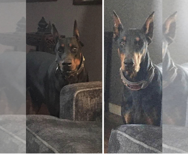 Medium Photo #1  Breeder Profile in MADERA, CA, USA