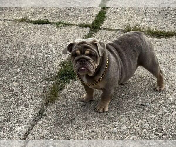 Medium Photo #3  Breeder Profile in NEW LEBANON, OH, USA