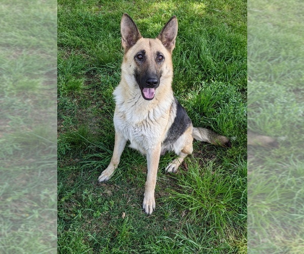 Medium Photo #1  Breeder Profile in QUINLAN, TX, USA