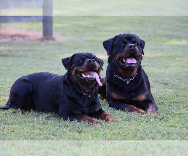 Medium Photo #5  Breeder Profile in YORK, SC, USA
