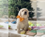 Small #1 Breeder Profile image