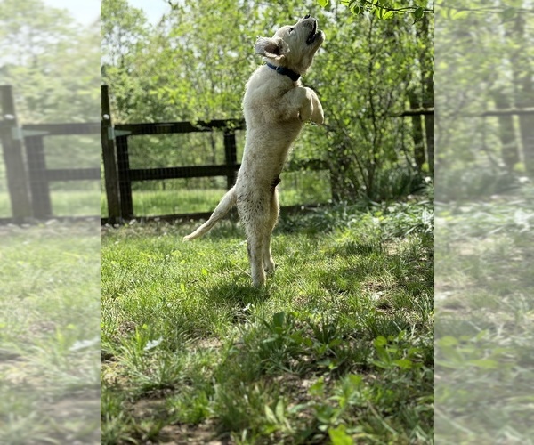 Medium Photo #20  Breeder Profile in WHITE HOUSE, TN, USA
