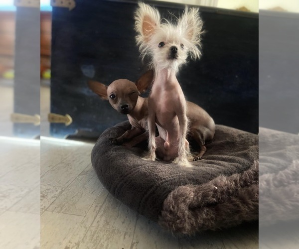 Medium Photo #1  Breeder Profile in LARUE, TX, USA