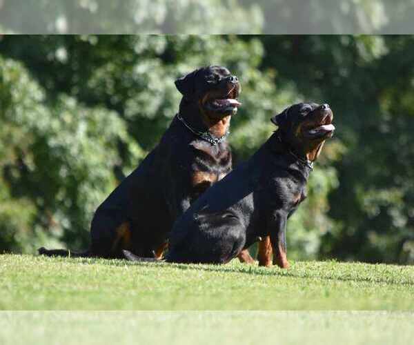 Medium Photo #4  Breeder Profile in YORK, SC, USA