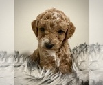 Small #4 Breeder Profile image