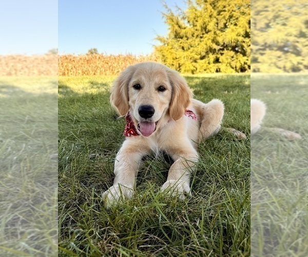 Medium Photo #2  Breeder Profile in GREENFIELD, IN, USA