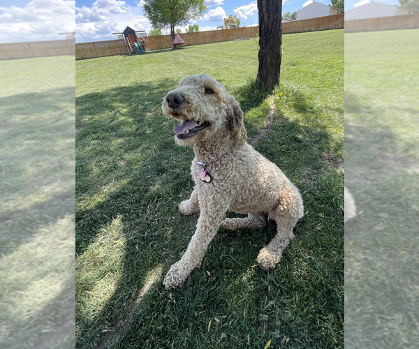 Medium Photo #1  Breeder Profile in MONTROSE, CO, USA
