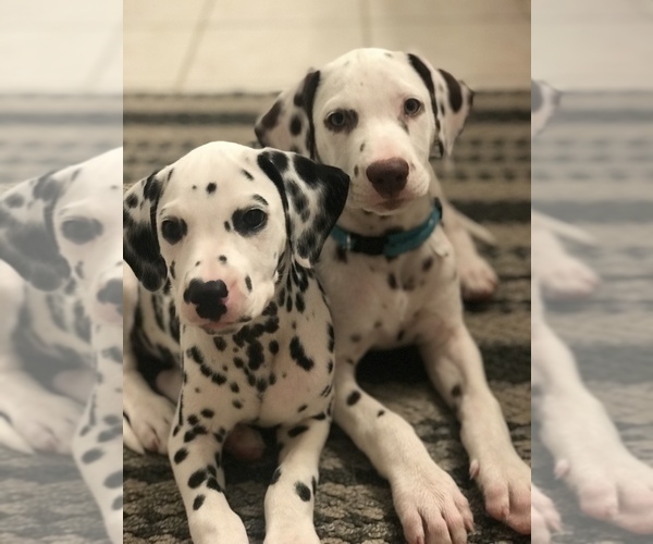Medium Photo #1  Breeder Profile in ALBUQUERQUE, NM, USA