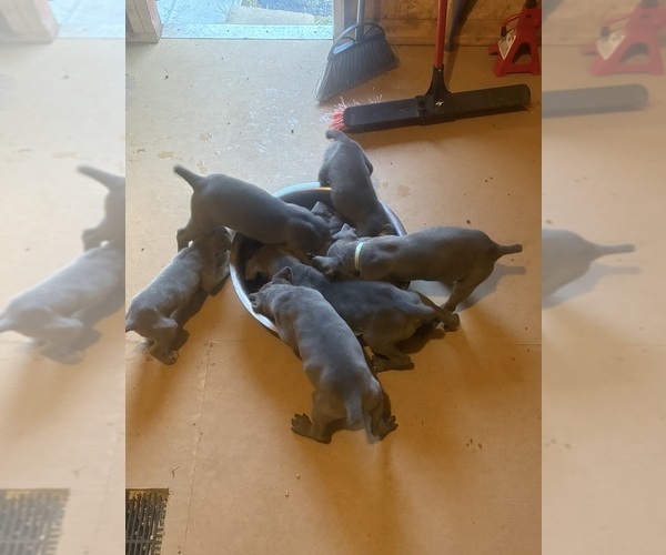 Medium Photo #2  Breeder Profile in SHELBY, NC, USA