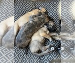 Small #4 Breeder Profile image