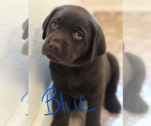 Labrador Retriever Dog Breeder near GOLD RIVER, CA, USA