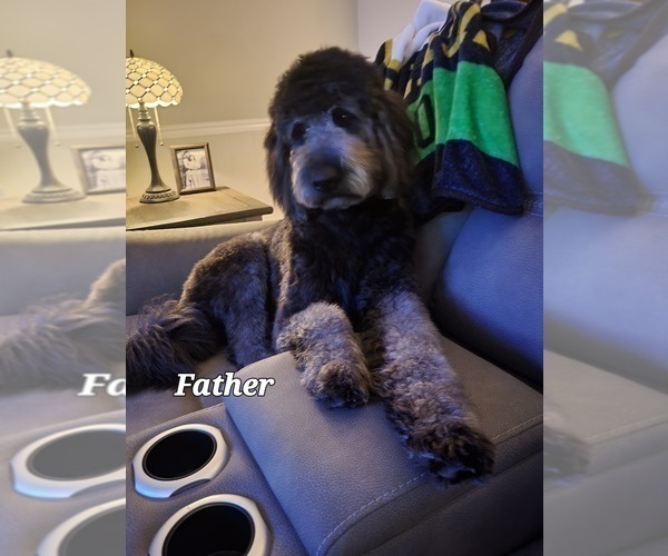 Medium Photo #1  Breeder Profile in DALZELL, SC, USA