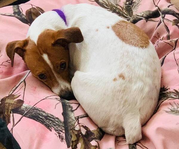 Medium Photo #11  Breeder Profile in KINGSVILLE, MO, USA