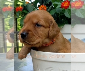 Golden Retriever Dog Breeder near LABADIE, MO, USA