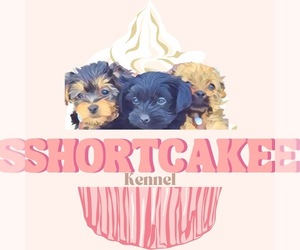 Maltipoo (Toy) Dog Breeder near NORTH AUGUSTA, SC, USA