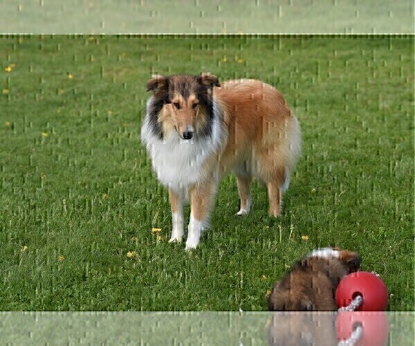 Medium Photo #5  Breeder Profile in PARIS, MI, USA
