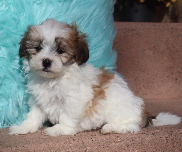 Medium Photo #57  Breeder Profile in THORP, WI, USA