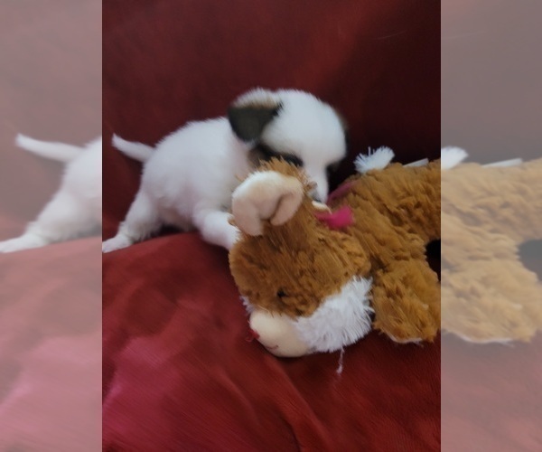 Medium Photo #143  Breeder Profile in AKRON, OH, USA