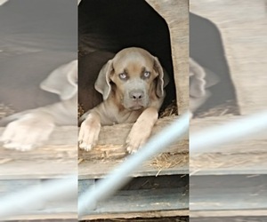 Cane Corso Dog Breeder near LUTHERSVILLE, GA, USA