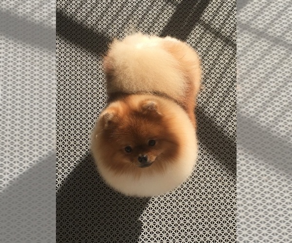 Medium Photo #1  Breeder Profile in STUDIO CITY, CA, USA