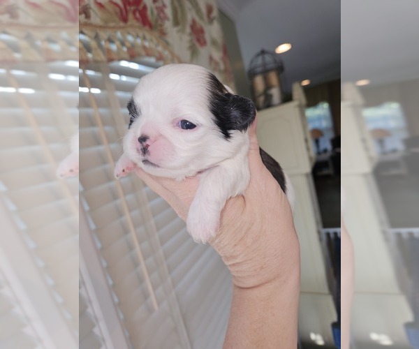 Medium Photo #7  Breeder Profile in DARLINGTON, SC, USA