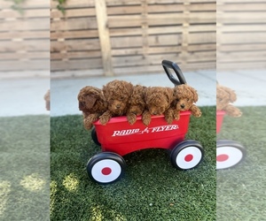 Poodle (Toy) Dog Breeder in LONG BEACH,  USA