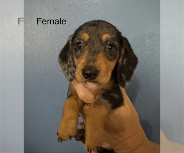 Medium Photo #2  Breeder Profile in KINGSLAND, GA, USA