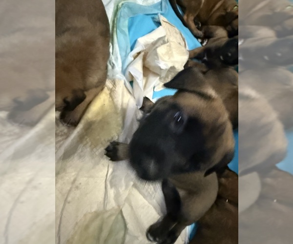 Medium Photo #18  Breeder Profile in JACKSONVILLE, FL, USA