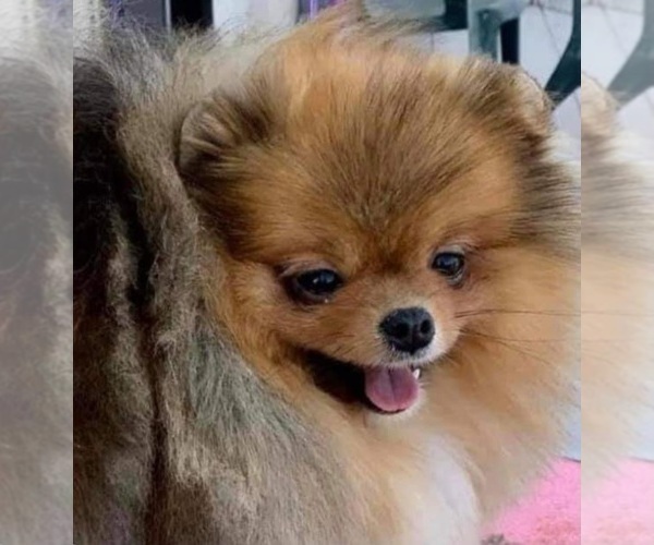 Medium Photo #1  Breeder Profile in RESEDA, CA, USA