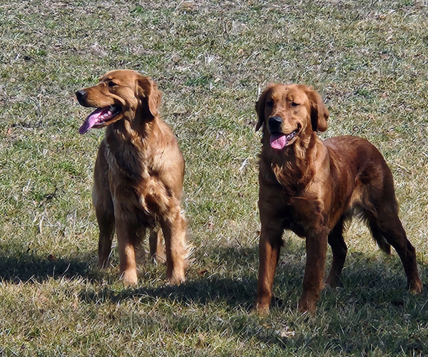 Medium Photo #4  Breeder Profile in ELMER, NJ, USA