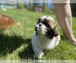 Small Photo #180  Breeder Profile in VENETA, OR, USA