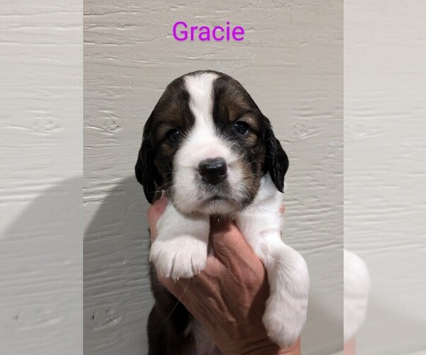 Medium Photo #3  Breeder Profile in WINLOCK, WA, USA