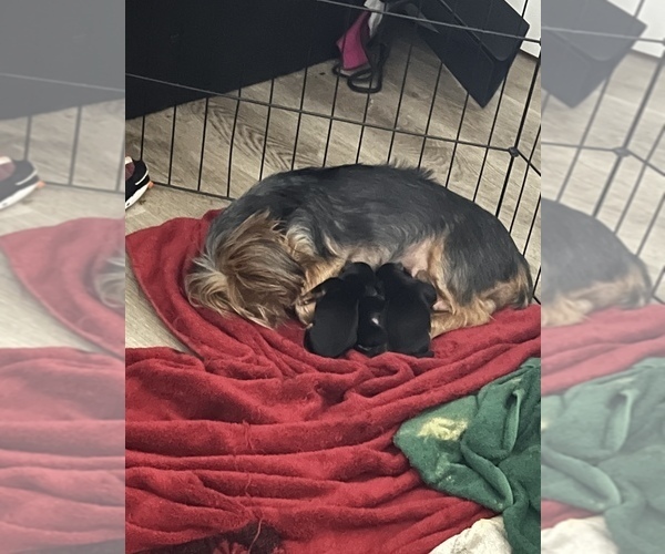 Medium Photo #1  Breeder Profile in BROOKLYN, NY, USA