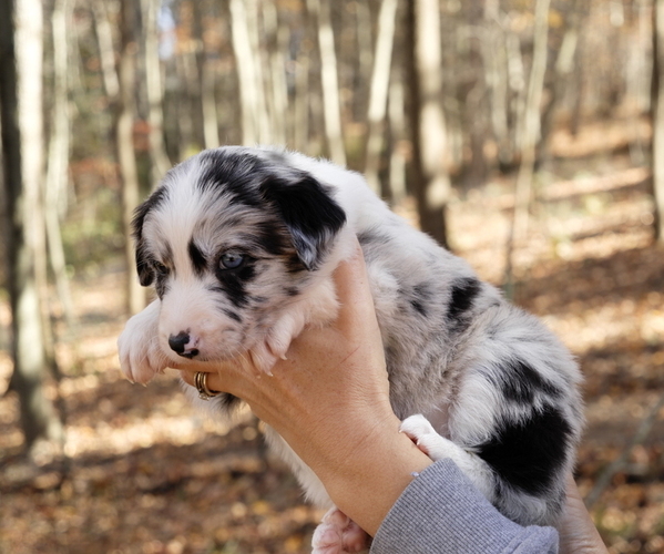 Medium Photo #3  Breeder Profile in DELTA, PA, USA