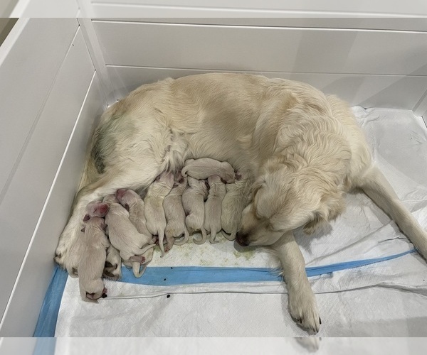 Medium Photo #3  Breeder Profile in MCKINNEY, TX, USA